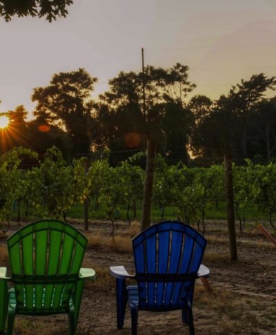 Loughline-Vineyard Loughline-Vineyard
